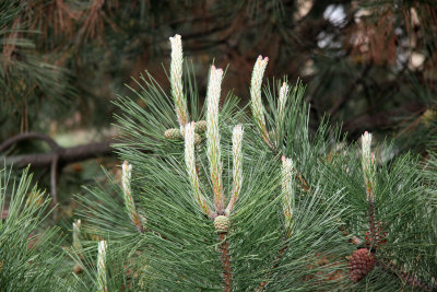 Candelabra Pine