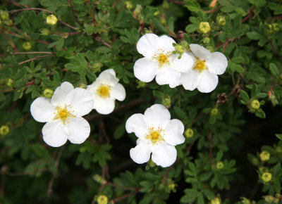 Potentilla