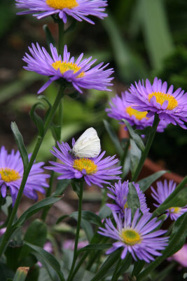 Young Cabbage Butterfy on an Aster Blossom