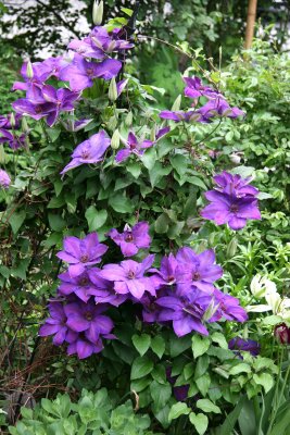 Clematis