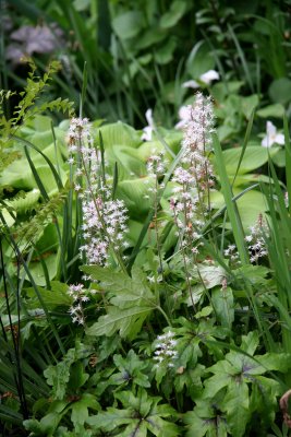 Tiarella or Foamflower