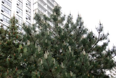 Candelabra Long Needle Pine Tree