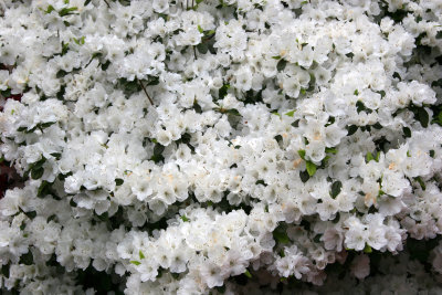 White Azaleas