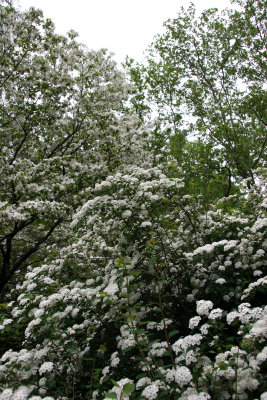 Bridal Veil & Dogwood Blossoms