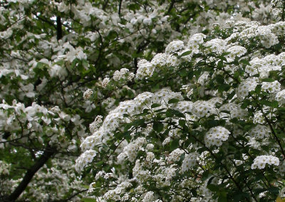 Bridal Veil & Dogwood Blossoms