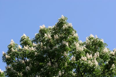 Chestnut Tree Blossoms
