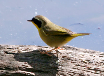 Common Yellowthroat Warbler