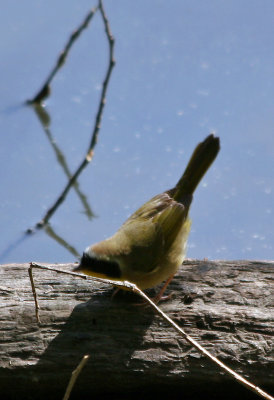 Common Yellowthroat Warbler