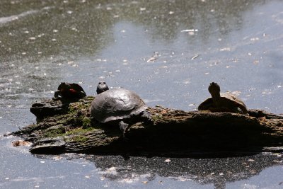 Sunning Turtles