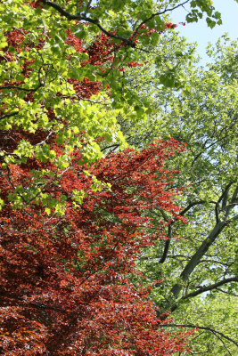 Beech and Sycamore Tree Foliage