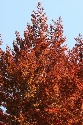 Beech Tree Foliage