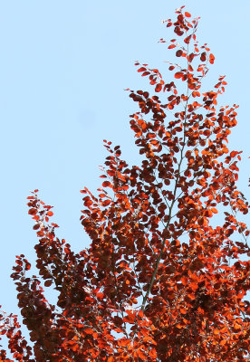 Beech Tree Foliage