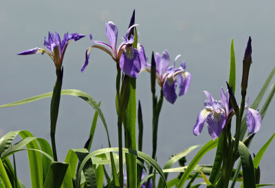 Iris by the Lakeshore