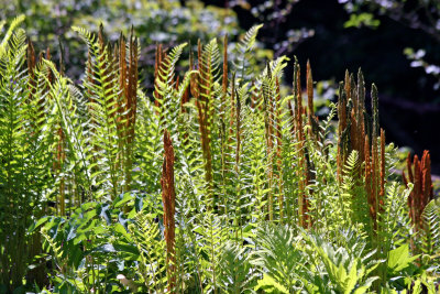 Ferns - Shakespeare Garden