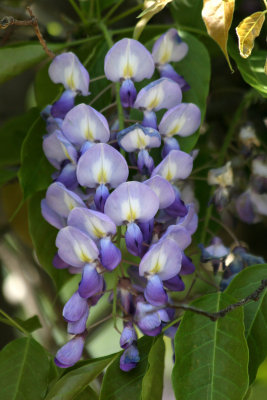 Wisteria at Belvedere Castle