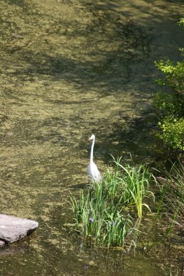 White Egret at Turtle Pond