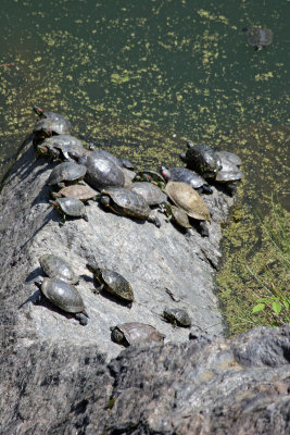 Sunning Turtles at Turtle Pond