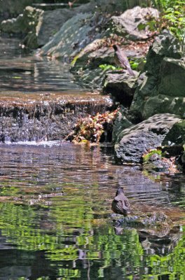 Robins Bathing near the Azalea Pond in the Rambles