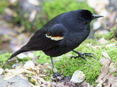 Red Winged Black Bird near the Azalea Pond in the Rambles