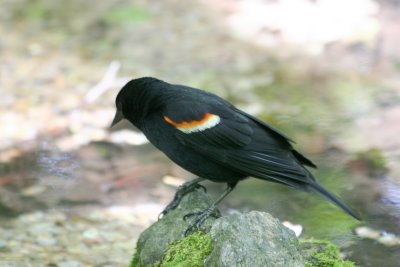 Red Winged Black Bird near the Azalea Pond in the Rambles