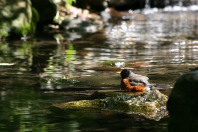 Robin Bathing near the Azalea Pond in the Rambles