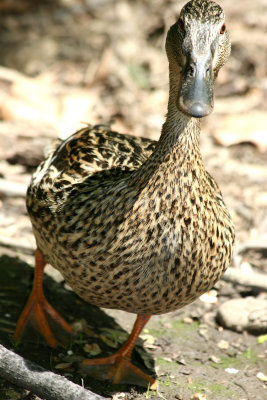 Duck near the Azalea Pond in the Rambles