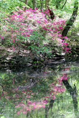 Azalea Pond in the Rambles