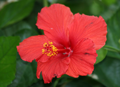 Hibiscus Blossom near the Boathouse