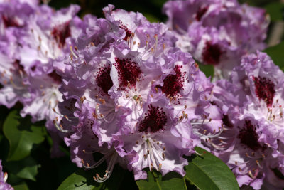 Rhododendron Blossoms after Rain