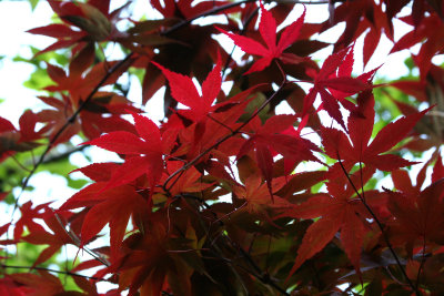 Red Leaf Maple Foliage
