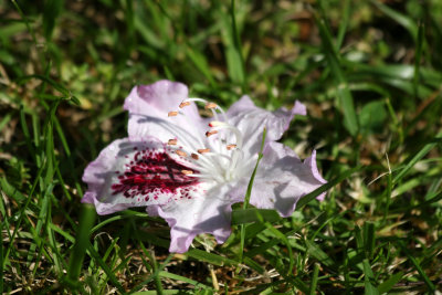 Rhododendron Blossom on Grass