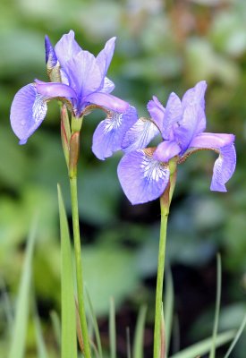 Iris