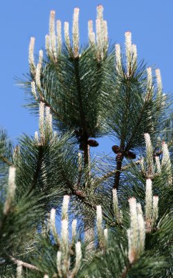 Long Needle Candelabra Pine
