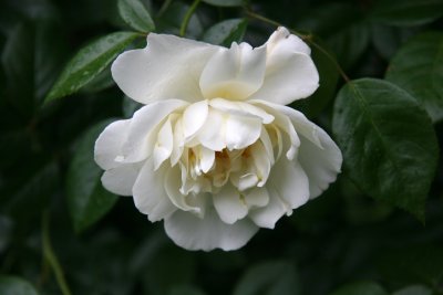 White Rose