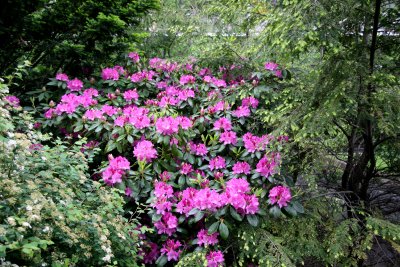 Rhododendron & Bridal Veil