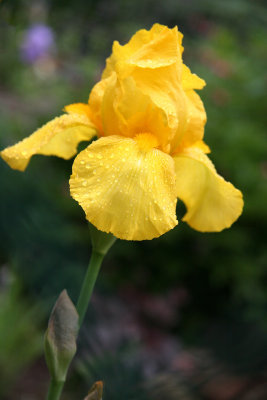 Yellow Iris