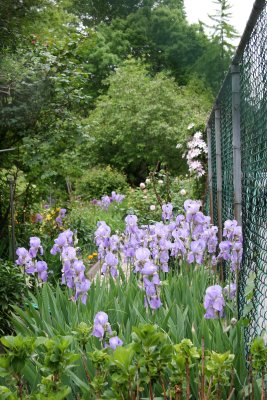 Garden View - Iris