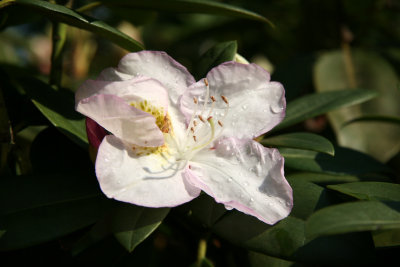 Rhododendron Blossom after Rain