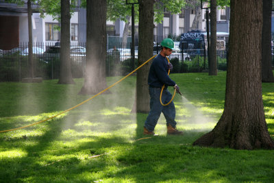 Spraying Oak Trees