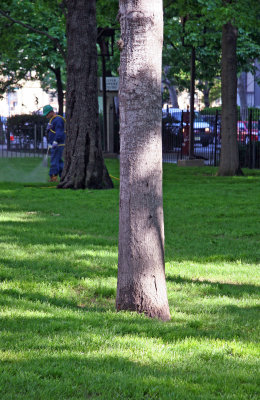 Oak Tree Stand