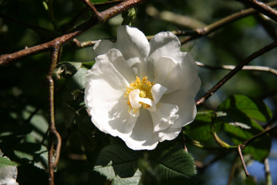 Rose - Liz Christy Community Garden