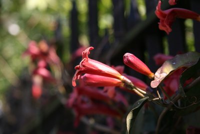 Trumpet Vine - Liz Christy Community Garden