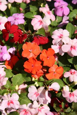 Impatiens - Sidewalk Planter Box