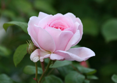 Roses 2008