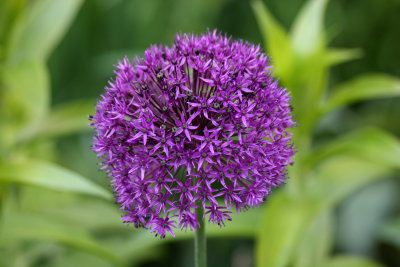 Allium