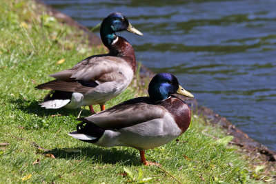 Ducks - Harlem Meer