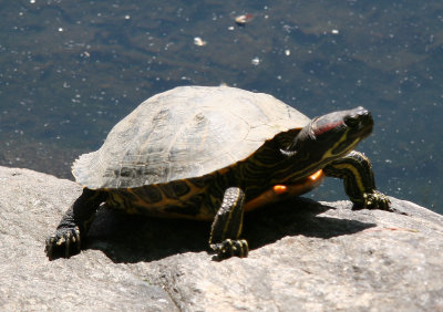 Turtle - North Pool Area