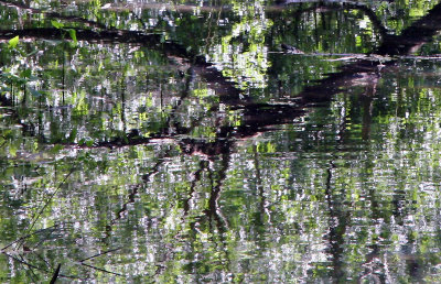 Stream with Reflections - Loch Ravine