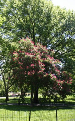 Chestnut Tree Blossoms near CPW at 96th Street