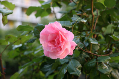 Pink Rose